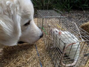 ‘Smitty’ is introduced to a caged rat.