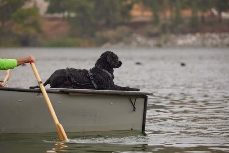portuguese water dog water trials