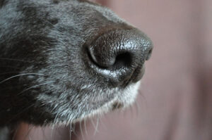 closeup photo of a dog's nose