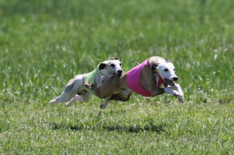 2 whippet dogs lure coursing