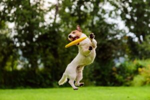 little dog catching a disc mid air