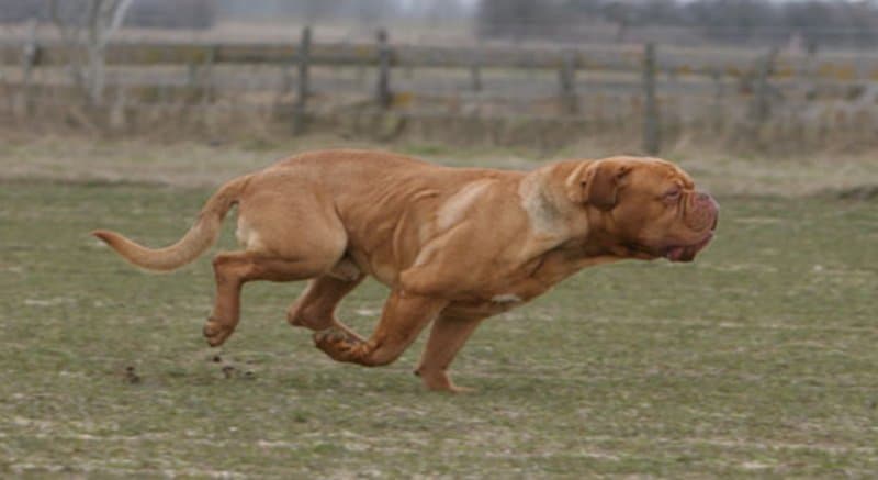 Dogue de Bordeaux running on grass