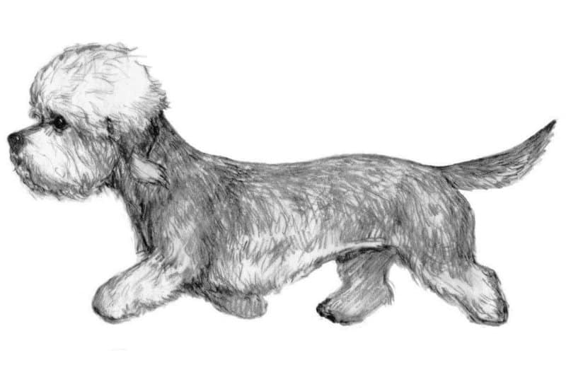 Dandie Dinmon Terrier illustration