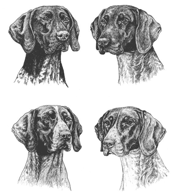 Black German Shorthaired Pointers