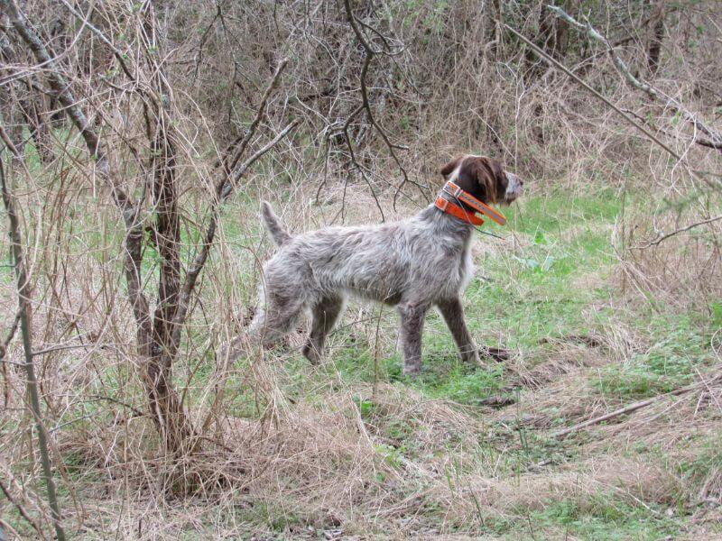 German Wirehaired Pointer in the field