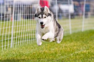 Judith M. Russell Named 2022 AKC Breeder of the Year. Picture show one of the dogs of Karnovanda Kennels, Reg. Siberian Huskies running