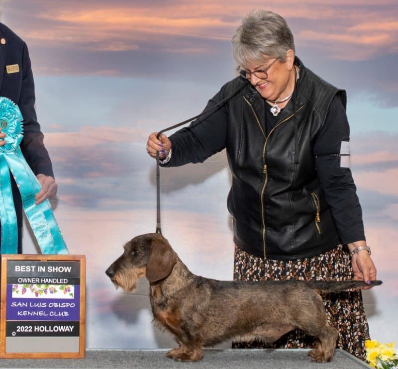 Owner Handler Patty Wirries at a dog show with her Dachshund