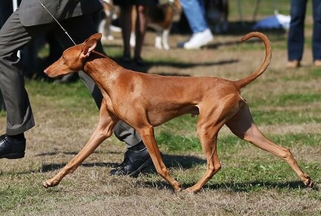 Pharaoh Hound moving in the dog show ring