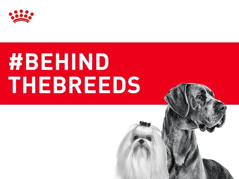 Royal Canin Celebrates AKC National Championship Dog Show with Launch of #BehindtheBreeds