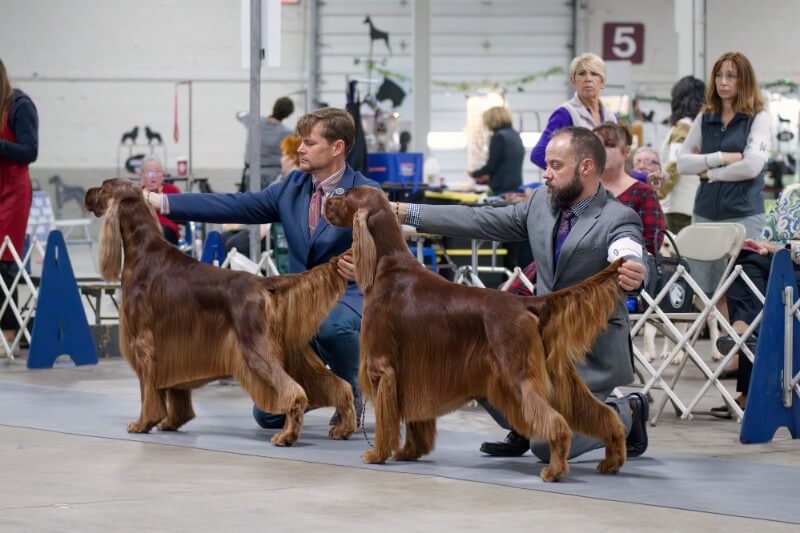 dogs shown at Thanksgiving Classic Cluster Dog Show 2022