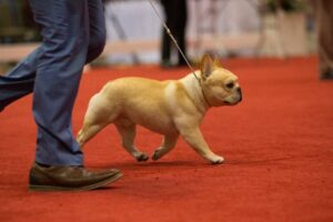 AKC National Championship Dog Show Presented by Royal Canin to Air on ABC January 1st