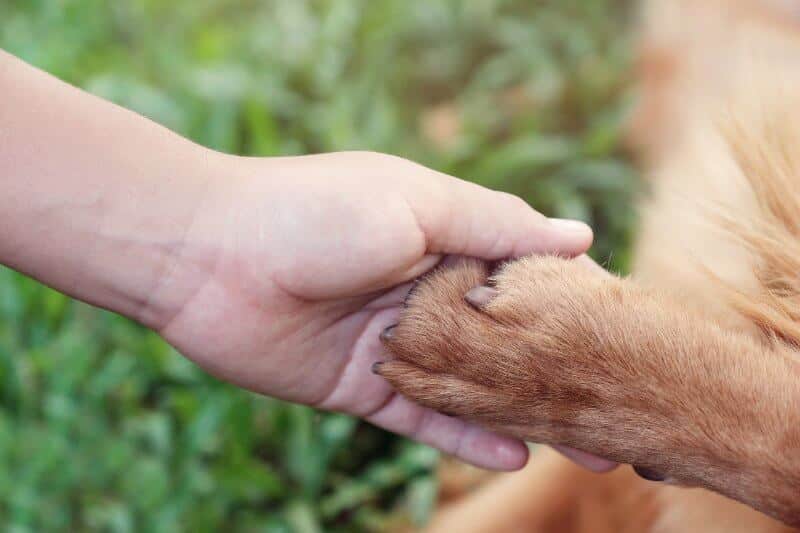 Animal Rights Laws - child hand and paw
