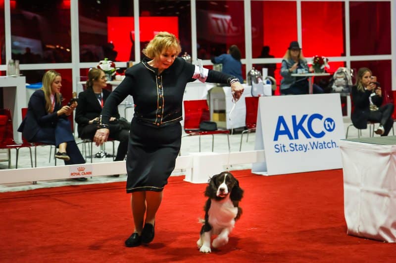 English Springer Spaniel “Earl” Wins AKC/Royal Canin National All-Breed Puppy and Junior Stakes