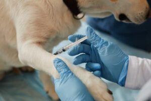 AKC Canine Health Foundation Awards 2023 Clinician-Scientist Fellowships