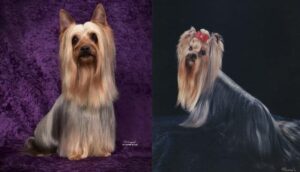 Left: Silky Terrier versus Right: Yorkshire Terrier