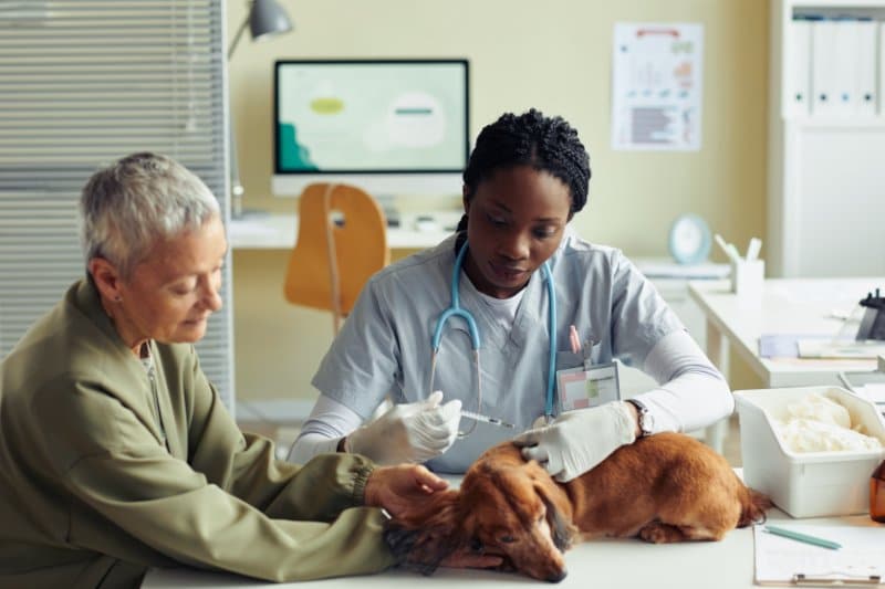 Histotripsy, veterinarian vaccinating dog in vet clinic