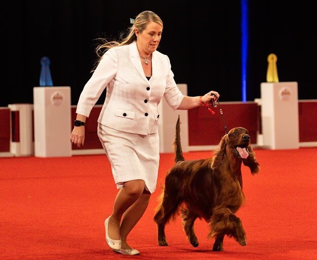 NOHS Best in Show winner: GCHS CH Bramblebush Piper At The Gates Of Dawn, an Irish Setter known as “Declan” owned and bred by Cheryl L Stiehl DVM & Craig Larson.