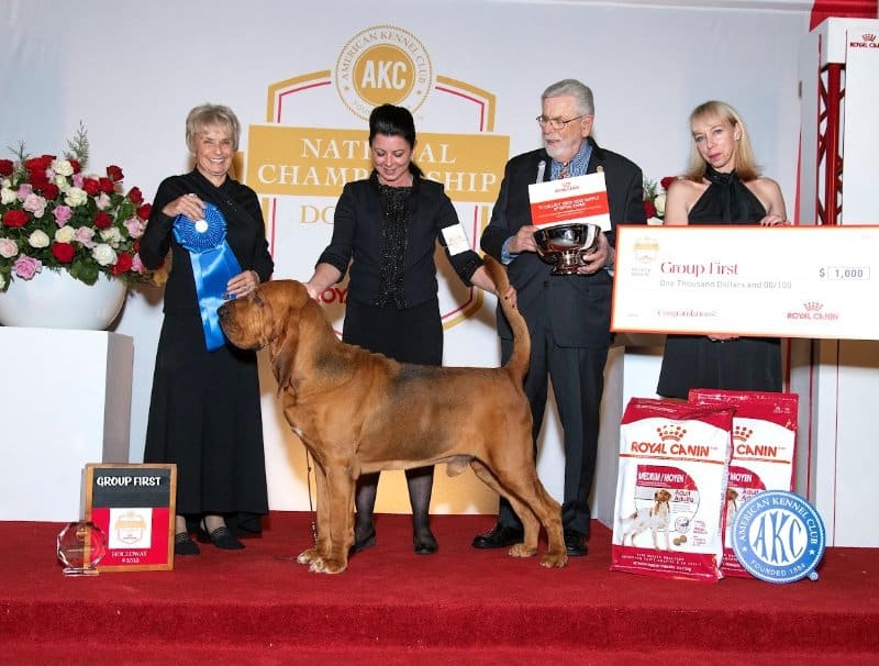 Hound Group Judge Gayle Bontecou with the Hound Group winner: GCHS CH Flessner's Toot My Own Horn, a Bloodhound known as “Trumpet,” owned by Chris & Bryan Flessner &Tina Kocar & Heather Helmer of St. Joseph, IL and bred by Bryan Flessner, Chris Flessner, Tina M Kocar, Heather Buehner.