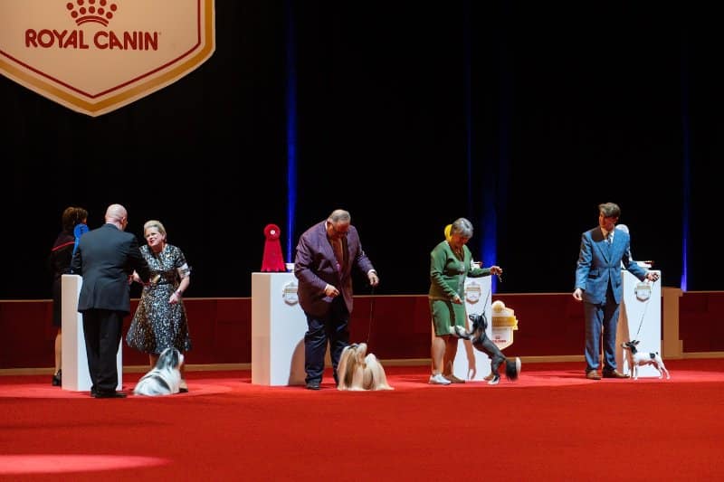 Toy group at the 22nd AKC National Championship