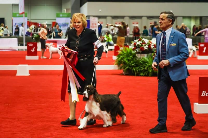 Carl Liepmann with AKC/Royal Canin National All Breed Puppy & Junior Stakes winner Earl, an English Springer Spaniel - Best in Stakes.