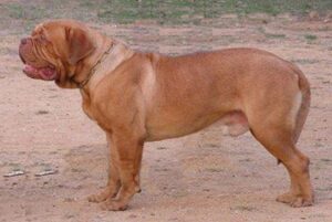 Photo of a Dogue de Bordeaux dog breed highlighting its concave features