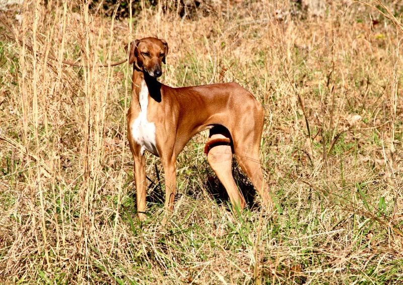 Azawakh dog in the field