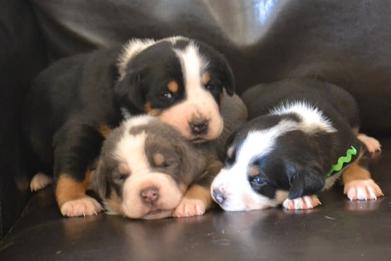 Greater Swiss Mountain Dog Colors