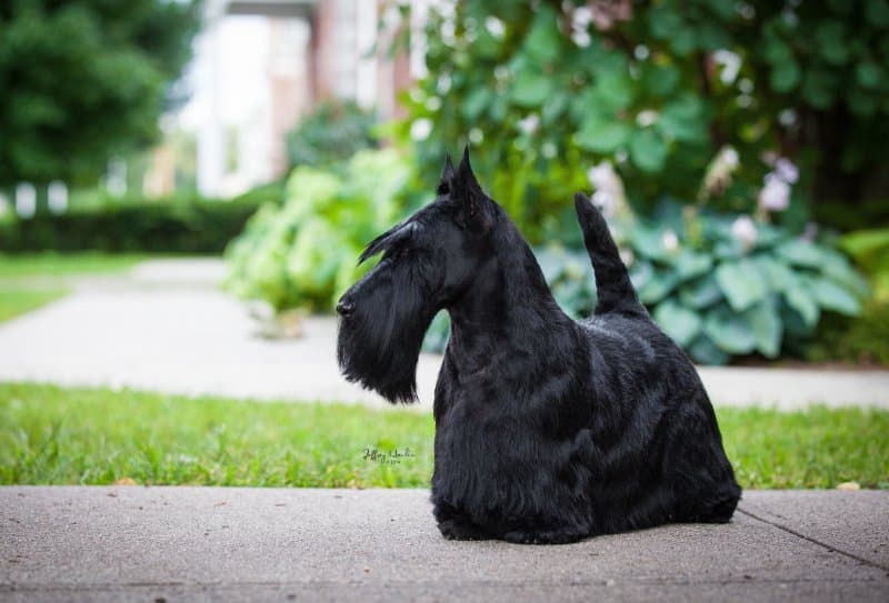 Scottish Terrier, the breed that was judged by Kathi Brown