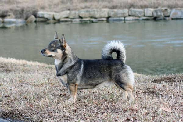 Norwegian vallhund best sale