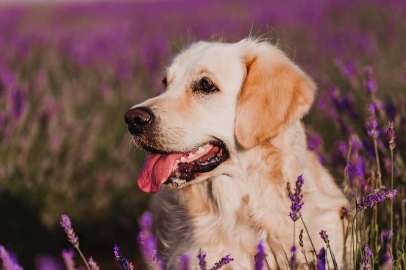 Golden Retriever dog in purple lavender field