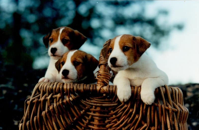 Mary Strom's Parson russell terrier puppies