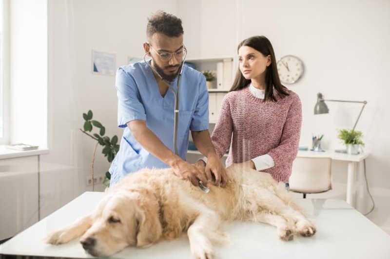 sick canine in veterinary clinics