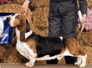 Basset Hound in the dog show ring