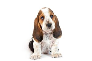 Basset Hound dog breed puppy on a white background