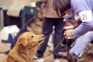 Dog Training: Willful Disobedience or Just Poor Communication?