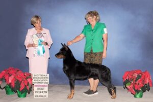 Owner Handler Dawn Johnson winning NOHS best in show with her Beauceron dog