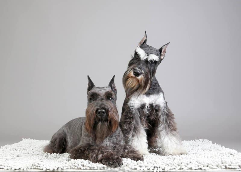 Kelly's Miniature Schnauzers  Geri Kelly & Suzanne Steele - 2022 AKC  Terrier Group Honoree – Showsight Magazine