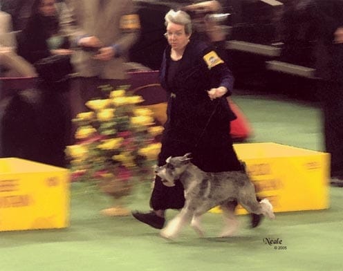 Liz Hansen with ‘Seasar,’ CH Scarlights Seasar TD NA, in the Group ring at Westminster 2005. 