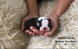 Lorraine Chapman's Patriot Farm Boston Terriers puppy