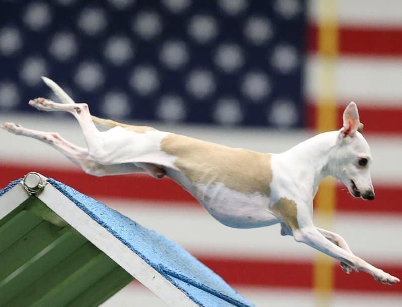 Italian Greyhound named "Tate" jumping over an obstacle while competing at the AKC Agility League