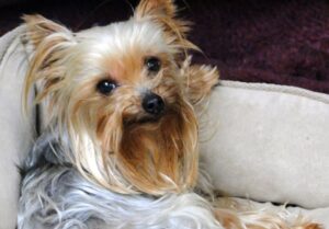 Yorkie that was saved byYorkshire Terrier National Rescue