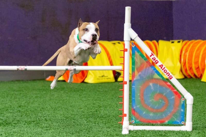 Amstaff jumping over an obstacle