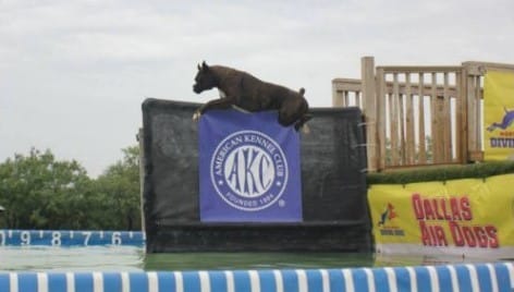 Boxer jumping in the pool while particapating in the Dock Diving dog sport
