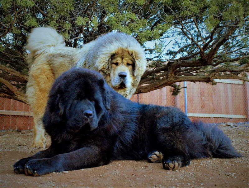 Two Tibetan Mastiff showcasing the iconic head of the breed