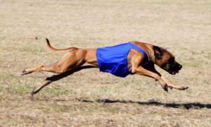 Sightound dog running at the AKC National Lure Coursing Championship