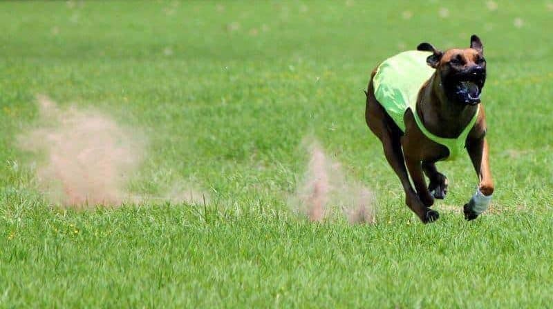 AKC National Lure Coursing Championship Dates and Location