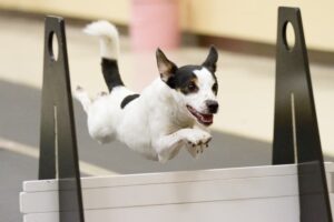 Dog particapating in AKC Flyball Dog Challenge