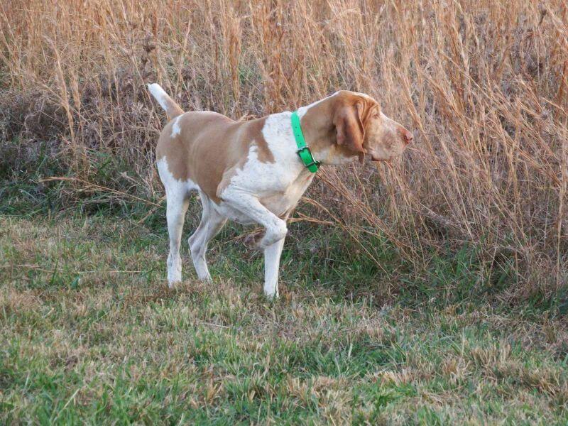 Bracco Italiano in the field, new breed to the 2023 Westminster Dog Show Entries