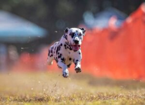 Front photo of a Dalmatian dog running