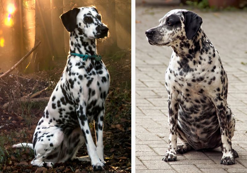 Figure 1. A Fit Dalmatian Dog (left) and a Fat Dalmatian Dog (right)